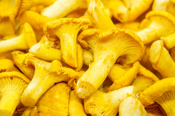 Yellow edible forest mushrooms. Agaricus cantharellus. Autumn food close-up macro photography