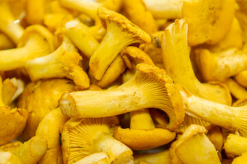 Yellow edible forest mushrooms. Agaricus cantharellus. Autumn food close-up macro photography