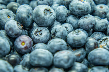 Large blue blueberry. Swamp autumn food berry close-up macro photography