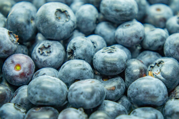 Large blue blueberry. Swamp autumn food berry close-up macro photography