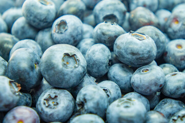 Large blue blueberry. Swamp autumn food berry close-up macro photography