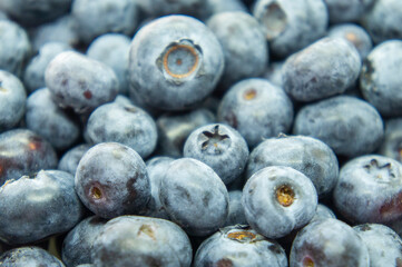 Large blue blueberry. Swamp autumn food berry close-up macro photography