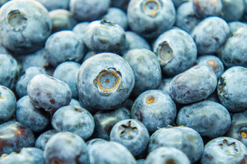Large blue blueberry. Swamp autumn food berry close-up macro photography