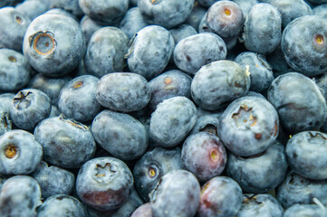 Large blue blueberry. Swamp autumn food berry close-up macro photography