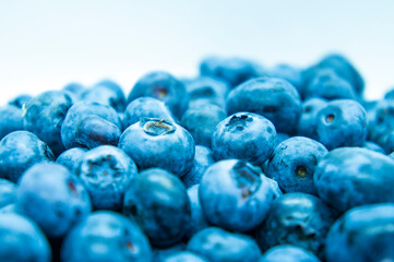 Large blue blueberry. Swamp autumn food berry close-up macro photography