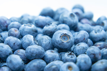 Large blue blueberry. Swamp autumn food berry close-up macro photography