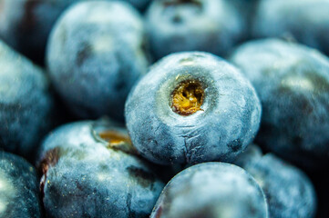 Large blue blueberry. Swamp autumn food berry close-up macro photography
