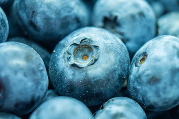Large blue blueberry. Swamp autumn food berry close-up macro photography