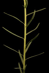 Leafy Spurge (Euphorbia virgata). Stem and Leaves Closeup
