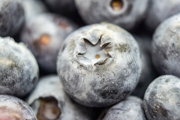 Large blue blueberry. Swamp autumn food berry close-up macro photography