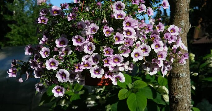 Petunia flowers grow in pots and sway in the wind in the bright rays of the setting sun, and in the background trees and a garden.