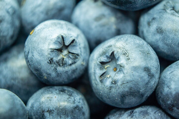 Large blue blueberry. Swamp autumn food berry close-up macro photography