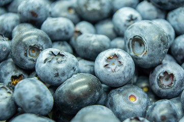 Large blue blueberry. Swamp autumn food berry close-up macro photography