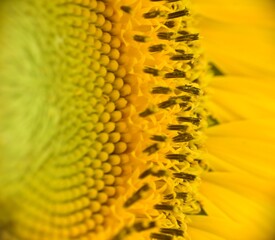 Formation of the first sunflower seeds in bloom. Macro photo.