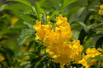 Close up of Yellow flower, Yellow elder