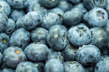 Large blue blueberry. Swamp autumn food berry close-up macro photography