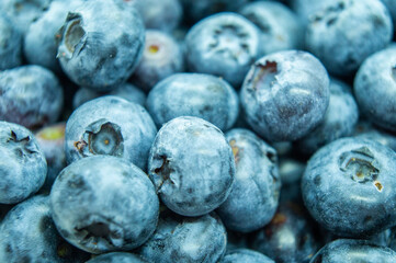 Large blue blueberry. Swamp autumn food berry close-up macro photography