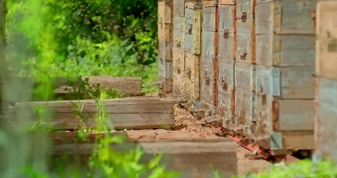 Bees fly around the hives. Apiary, hives are in a row, a swarm of bees. 4k, 10bit, ProRes