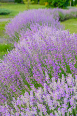 Fototapeta na wymiar Lavender bushes of different varieties in full bloom in the home garden in Ukraine. Landscape design concept. Vertical image. 