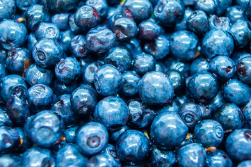 Dark blueberry berry. Swamp autumn food berry close-up macro photography