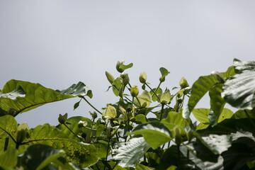 Green flower of teak tree with green leaf