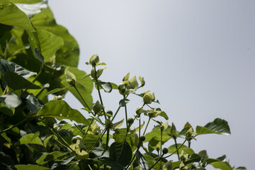 Green flower of teak tree with green leaf
