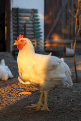 Photo of a white rooster. Broiler chickens at sunset.