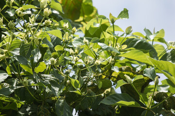 Green flower of teak tree with green leaf