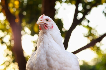 Broiler chickens at sunset. Domestic chicken photo portrait in the setting sun.