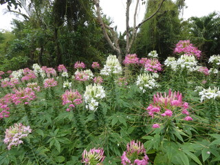 Obraz premium Purple and white flowers in the park