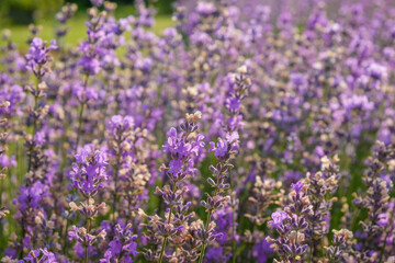 Lavender flowers in the dew on a summer sunny morning. The glitter of dewdrops in the sun. Lavender surface. Copy space. 