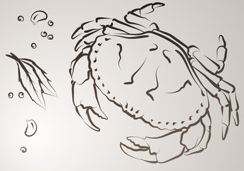 Crab in vector. Illustration made with lines.
