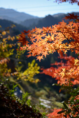 秋晴れの日差しに輝く、赤色、黄金色、橙色、のもみじの葉、遠くの山並み、青空。光り輝く。木漏れ日。紅葉狩り。シルバーウィーク、旅行、旅、行楽、観光。金剛山。大阪府、千早赤阪村。