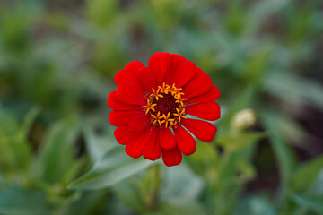 Top view of a bright, red zinnia flower growing in a flower garden.