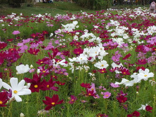 Purple and white flowers in the park