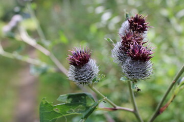 Blüten einer Distel