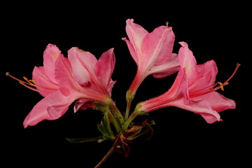 Hybrid Rhododendron (Rhododendron x hybridum, cv. 'Jolie Madame'). Inflorescence Closeup