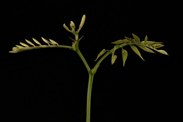 False Acacia (Robinia pseudoacacia). Young Leaves Closeup