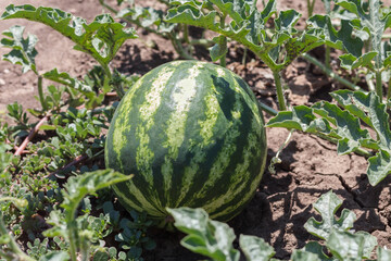 Watermelon on the bush, on a field.