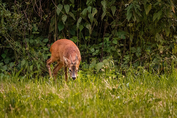 European roebuck grazing on a meadow