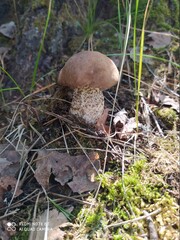 mushroom in the forest