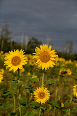 Feld voller Sonnenblumen im Sommern im Morgenlicht