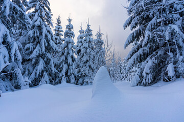 Fototapeta premium Frozen trees in deep snow. Tatra Mountains.