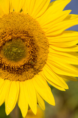 Obraz premium Sonnenblumen im Morgenlicht in Sachsen-Anhalt, Jerichower Land, Möser, Deutschland