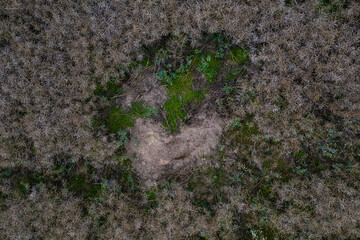 Wildschweine haben Schaden in einem Rapsfeld angerichtet