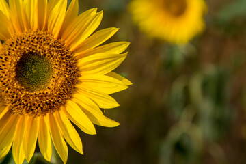 Sonnenblumen im Morgenlicht in Sachsen-Anhalt, Jerichower Land, Möser, Deutschland