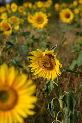 Sonnenblumen im Morgenlicht in Sachsen-Anhalt, Jerichower Land, M&ouml;ser, Deutschland