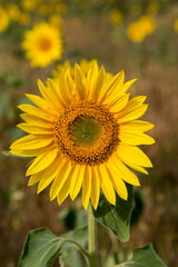 Sonnenblumen im Morgenlicht in Sachsen-Anhalt, Jerichower Land, Möser, Deutschland