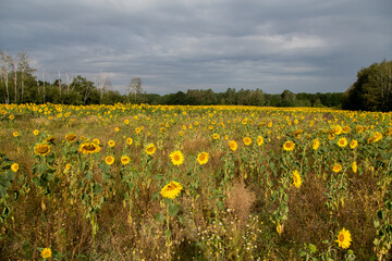 Fototapeta premium Sonnenblumen im Morgenlicht in Sachsen-Anhalt, Jerichower Land, Möser, Deutschland