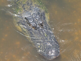Alligator Head